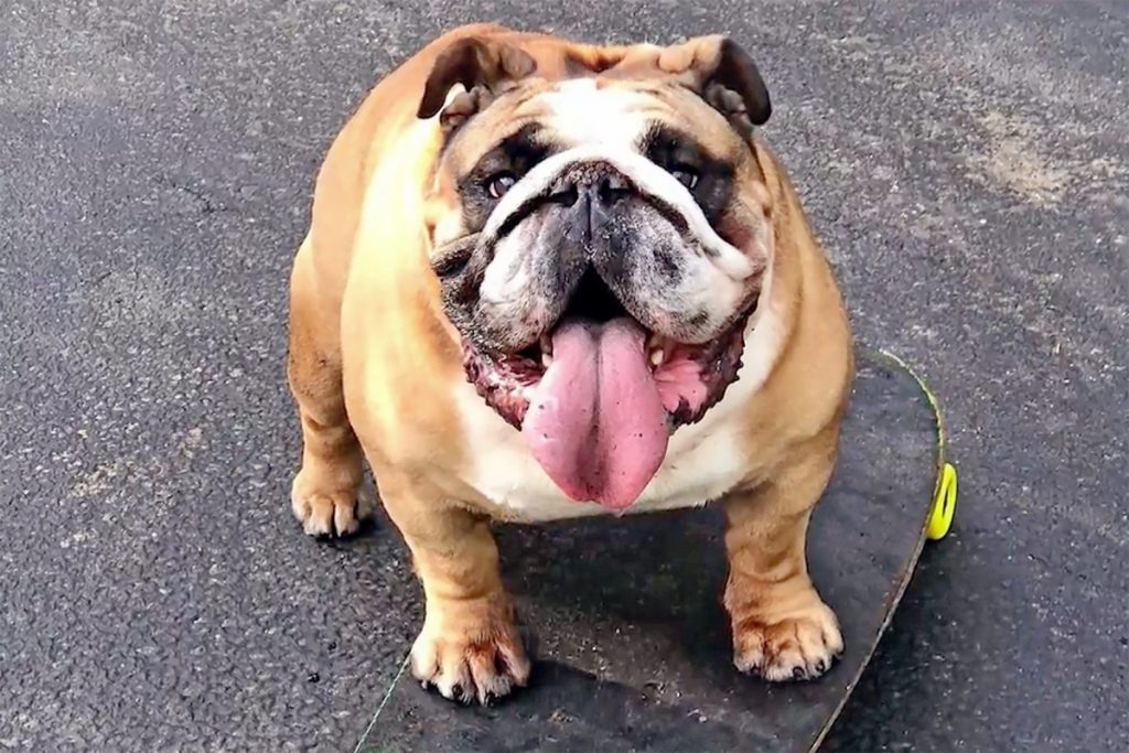 chowderthebulldog