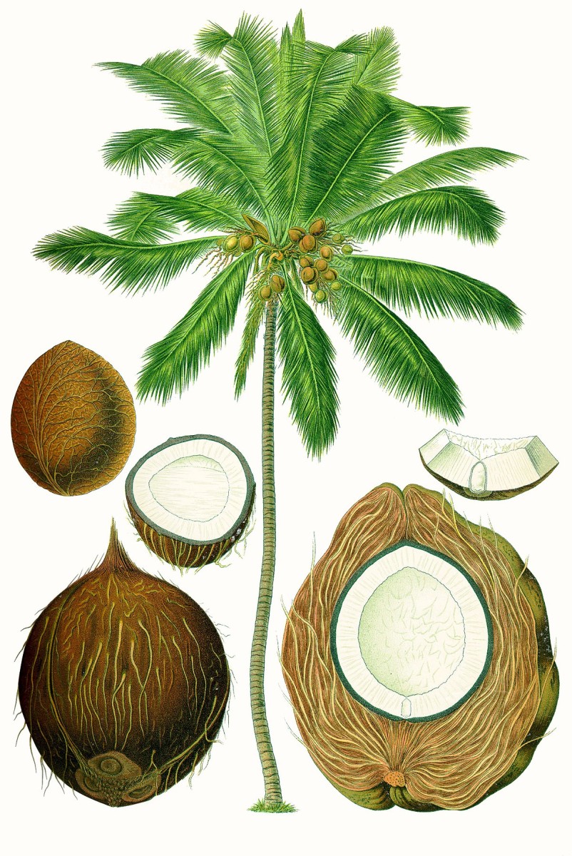 Coconut