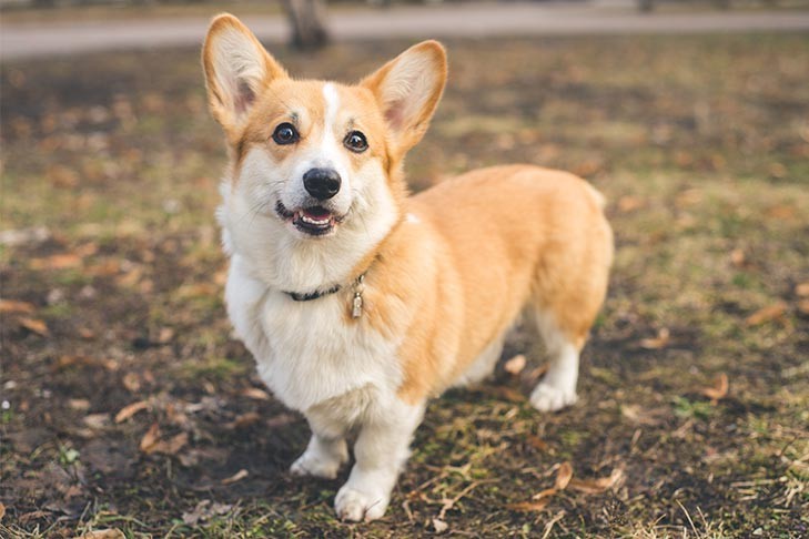 Corgi