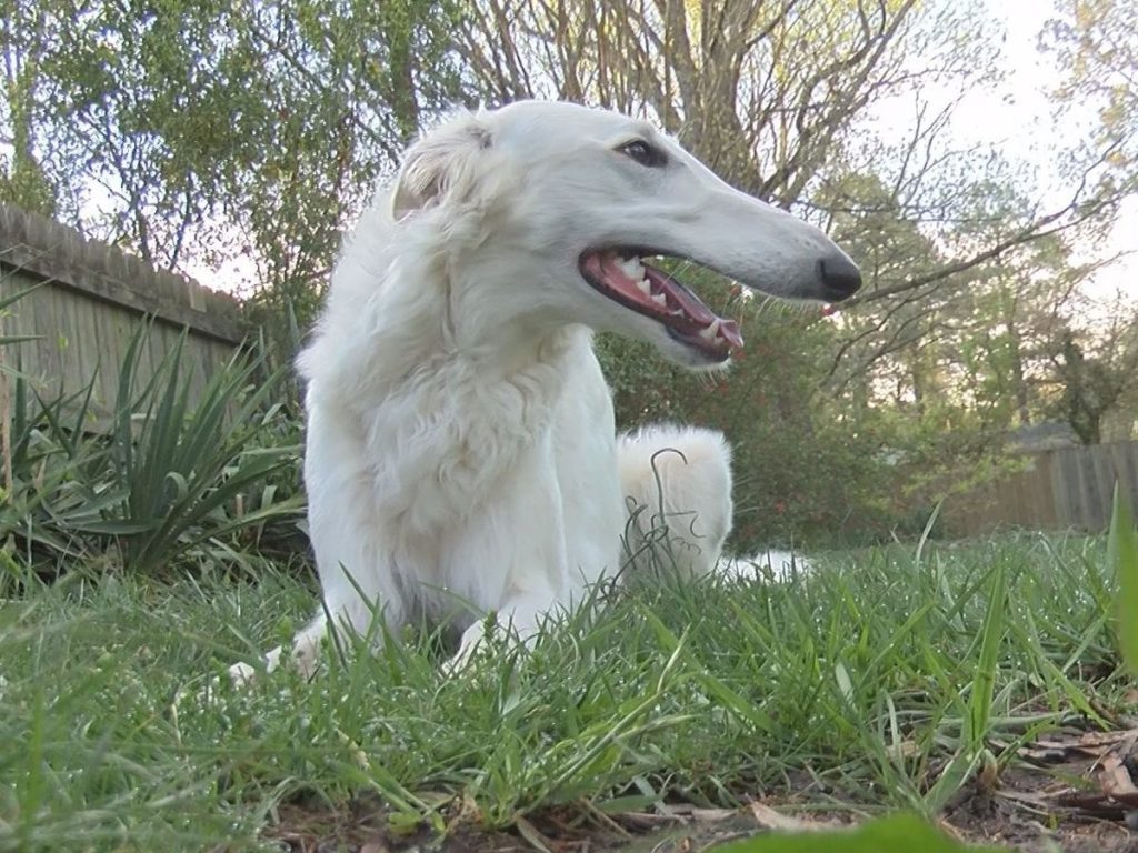 Eris The Borzoi