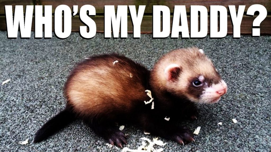 Ferret Daddy