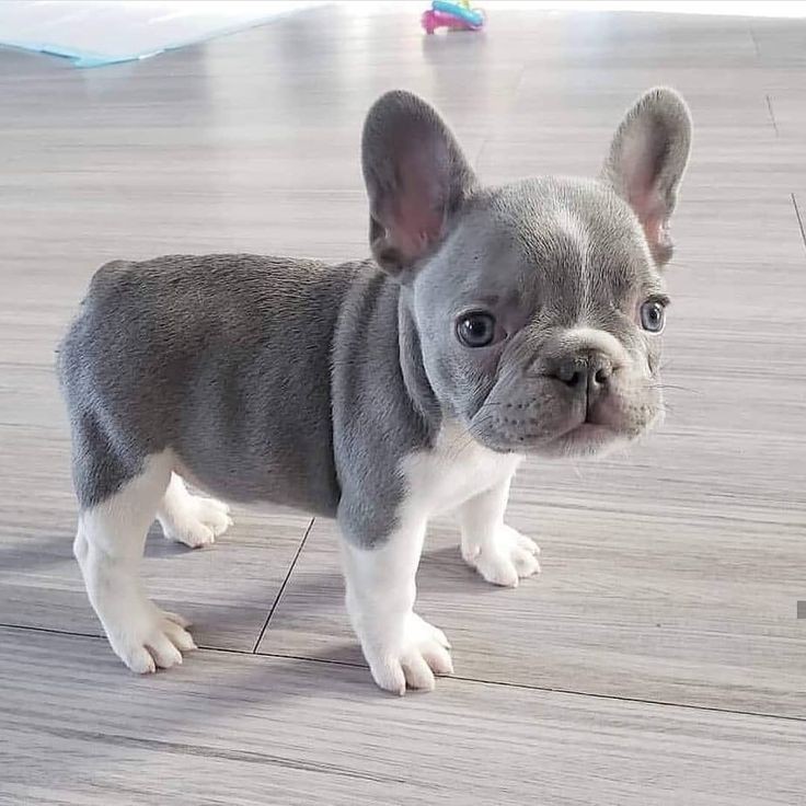 frenchiebabyyy