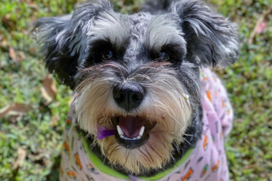 Gigi The Schnauzer