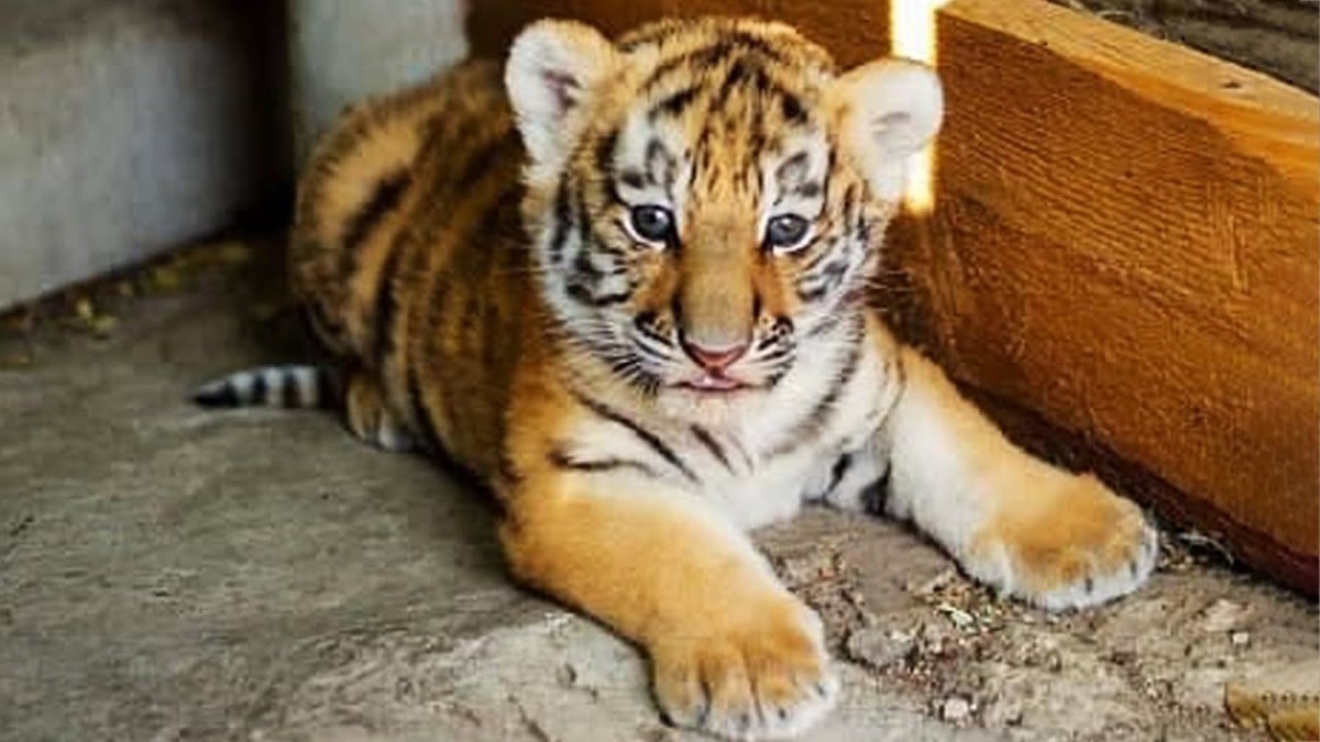 Lil' Tiger