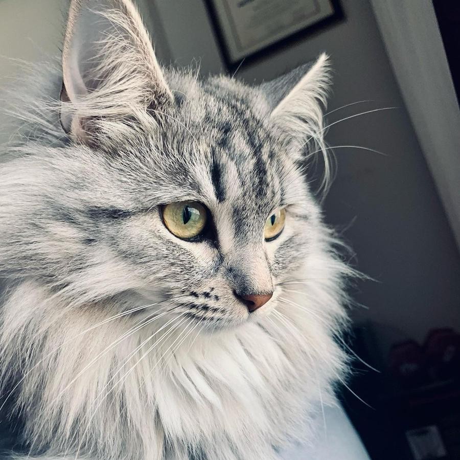 Shuba The Siberian