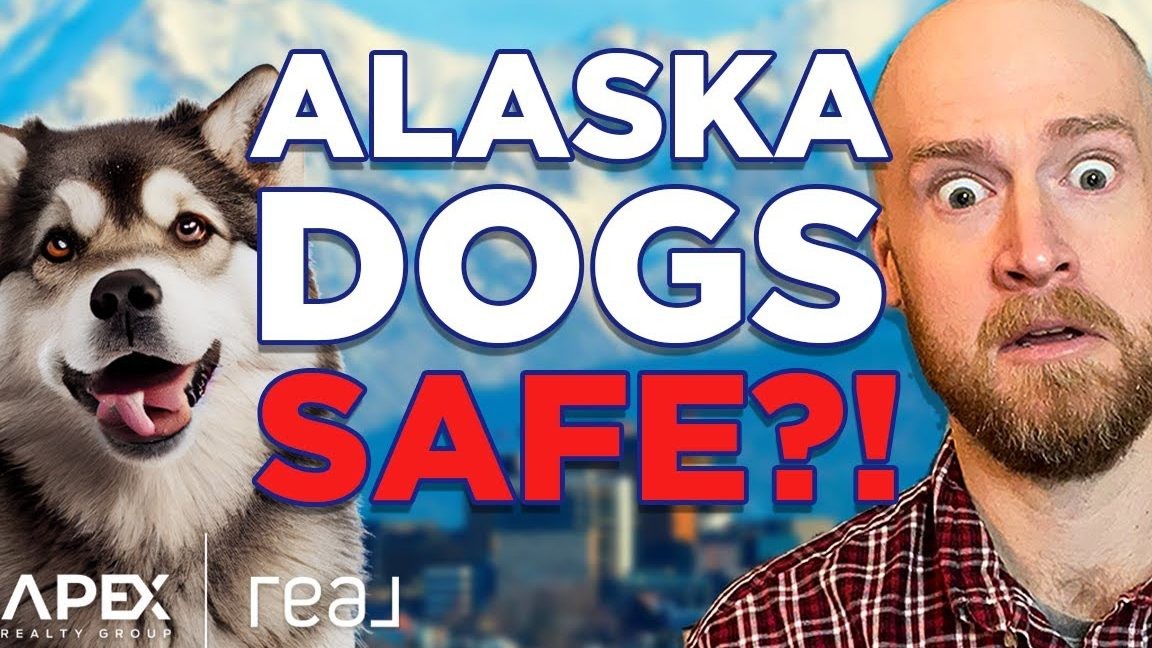 You are currently viewing Alaska the Dog