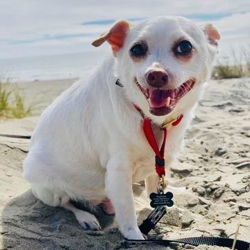 Chi Chi Rescue Dog