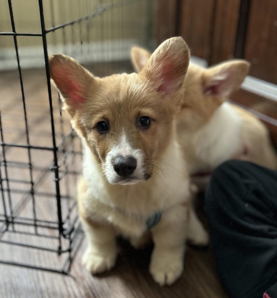 Harvey the Corgi